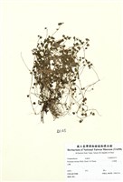 藏品(山桔梗)的圖片